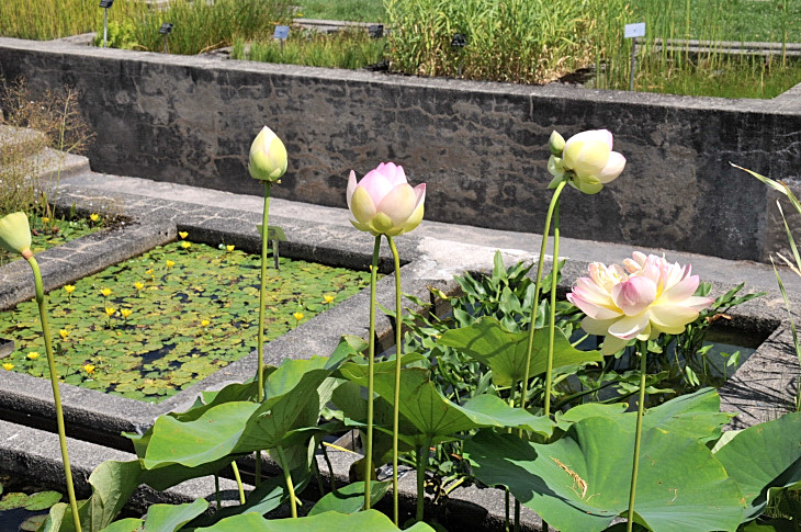 2016-7-25canadaherb 4240_01.JPG