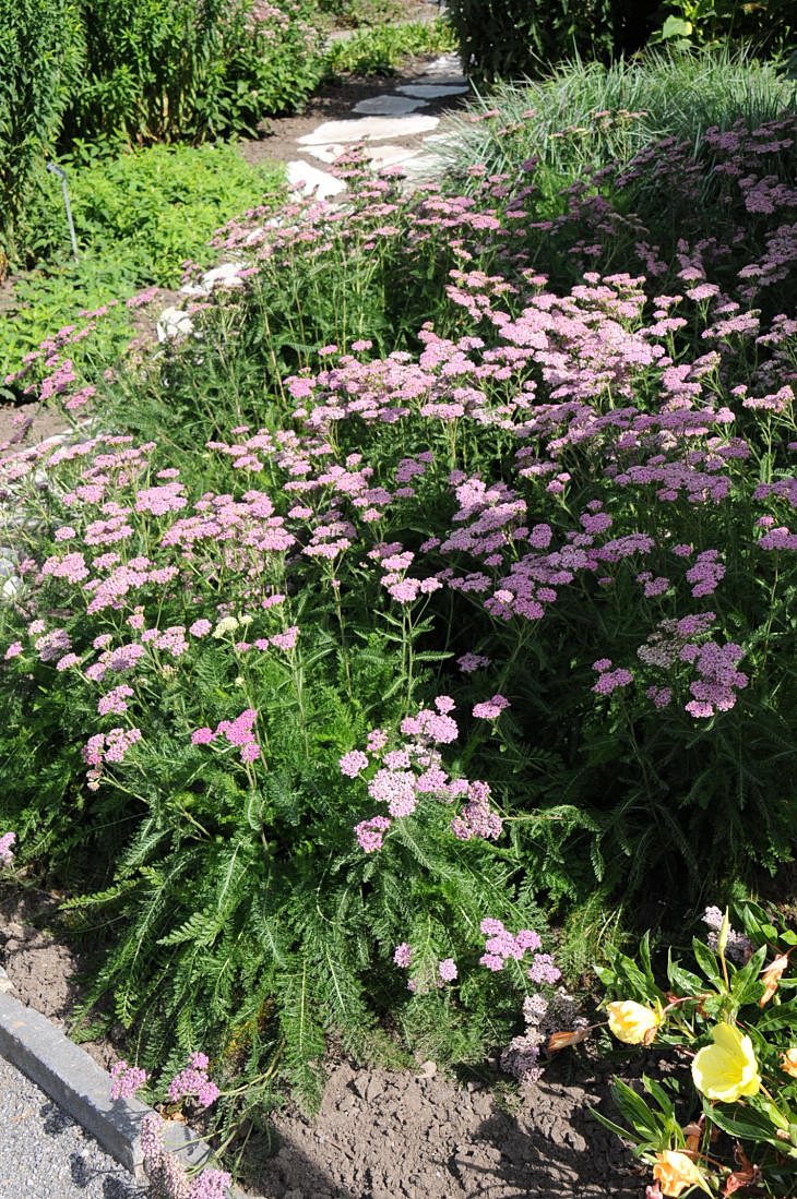 2016-7-25canadaherb 2883_01.JPG