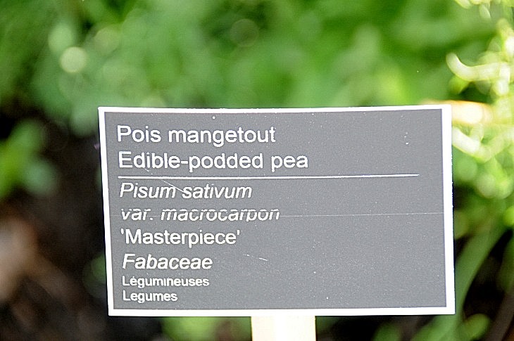 2016-7-25canadaherb 3202_01.JPG