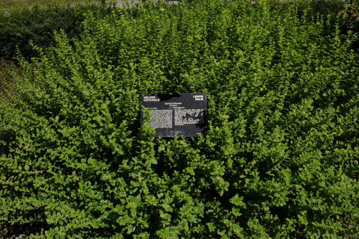 2016-7-25canadaherb 3800_01.JPG
