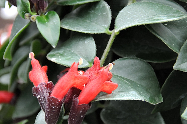 2016-7-25canadaherb 4305_01.JPG