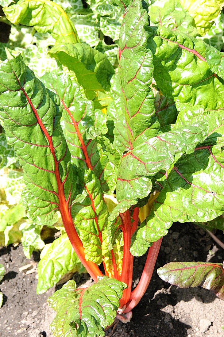 2016-7-25canadaherb 3252_01.JPG