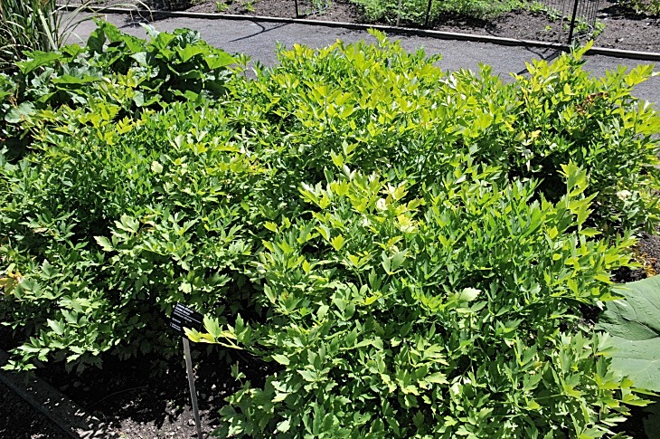 2016-7-25canadaherb 3460_01.JPG