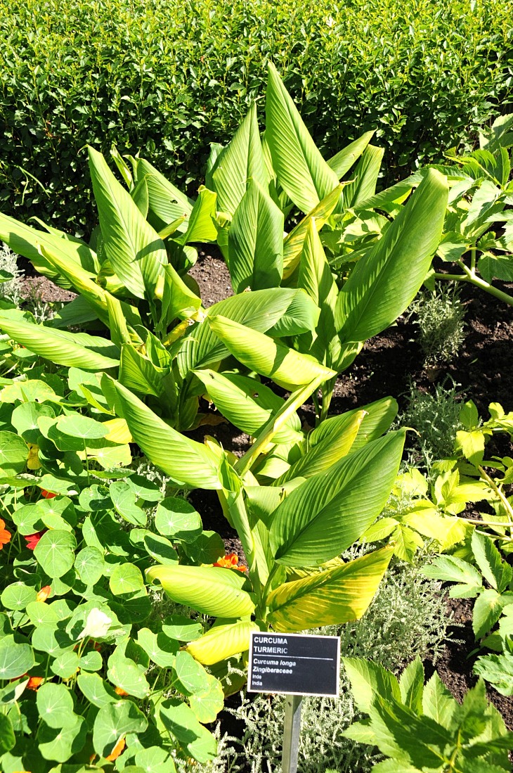 2016-7-25canadaherb 3101_01.JPG