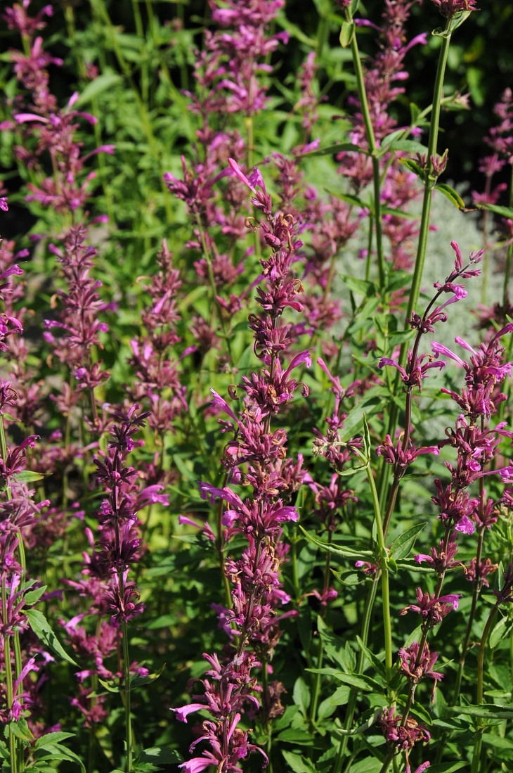 2016-7-25canadaherb 3074_01.JPG