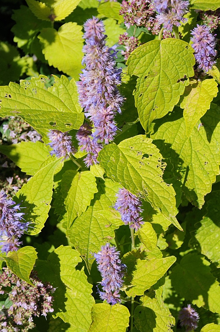 2016-7-25canadaherb 3348_01.JPG