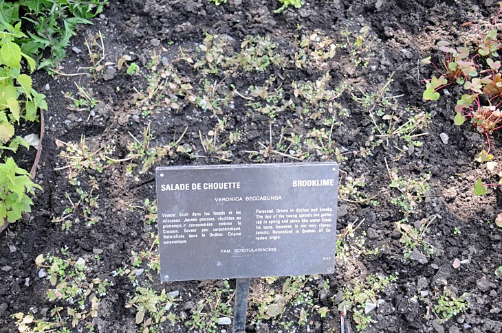 2016-7-25canadaherb 3433_01.JPG