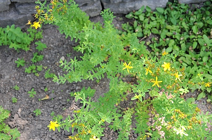 2016-7-25canadaherb 3953_01.JPG