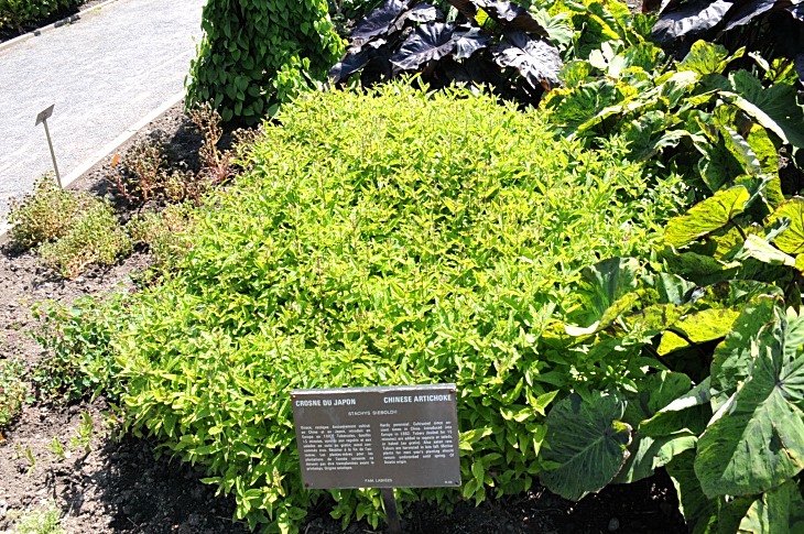 2016-7-25canadaherb 3686_01.JPG
