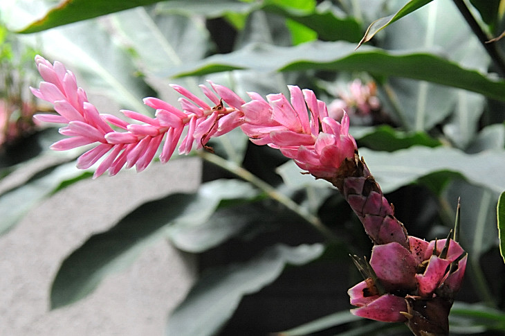 2016-7-25canadaherb 4263_01.JPG