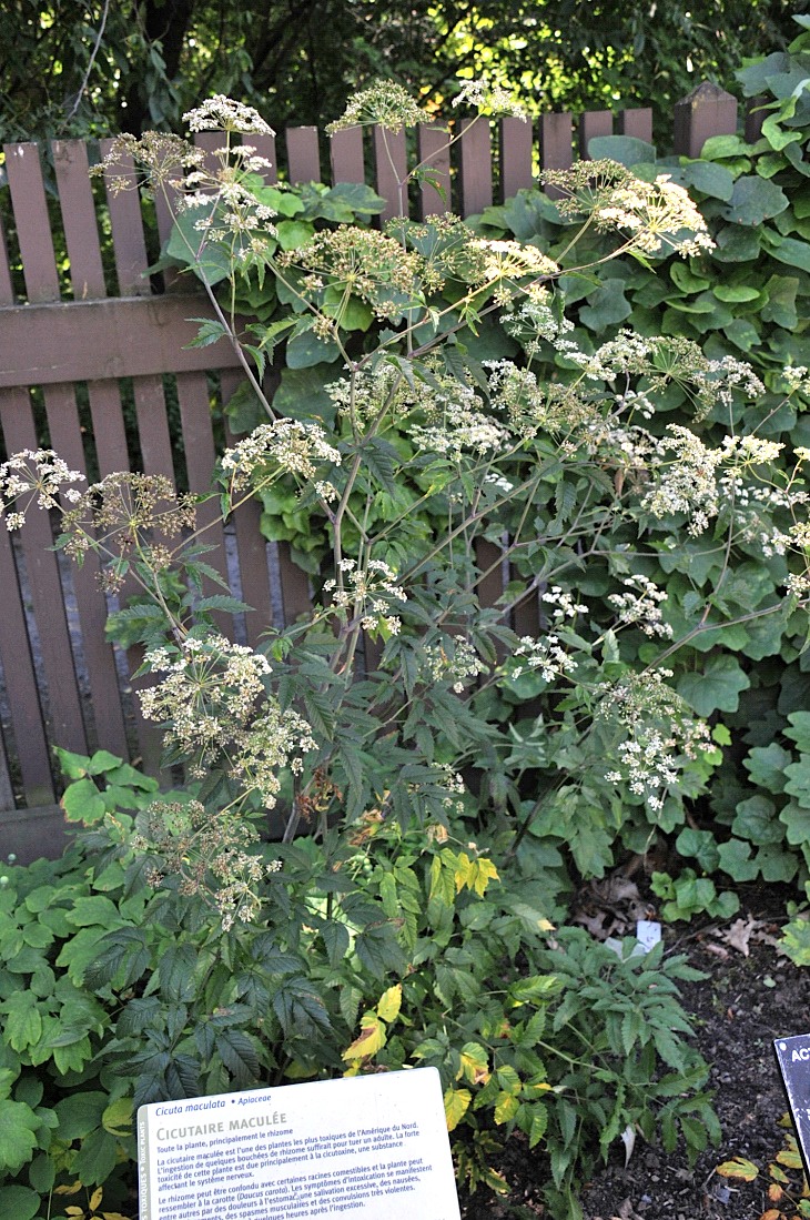 2016-7-25canadaherb 4069_01.JPG