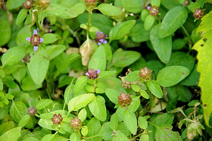 2016-7-25canadaherb 3951_01.JPG