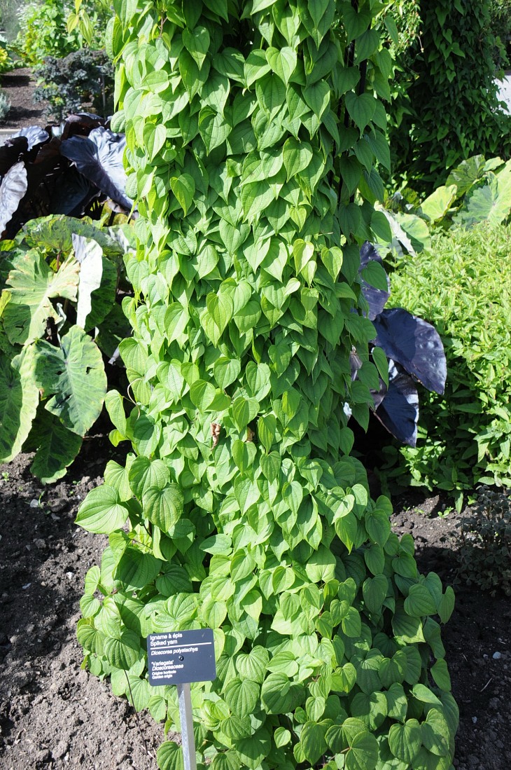 2016-7-25canadaherb 2926_01.JPG