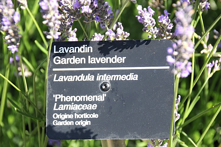 2016-7-25canadaherb 3358_01.JPG
