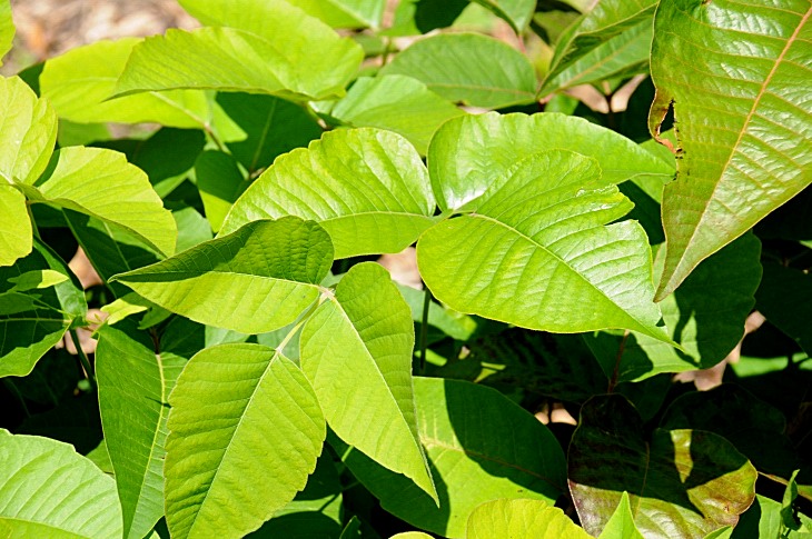 2016-7-25canadaherb 4096_01.JPG