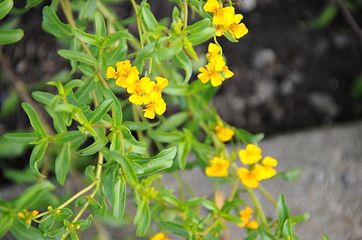 2016-7-25canadaherb 3138_01.JPG