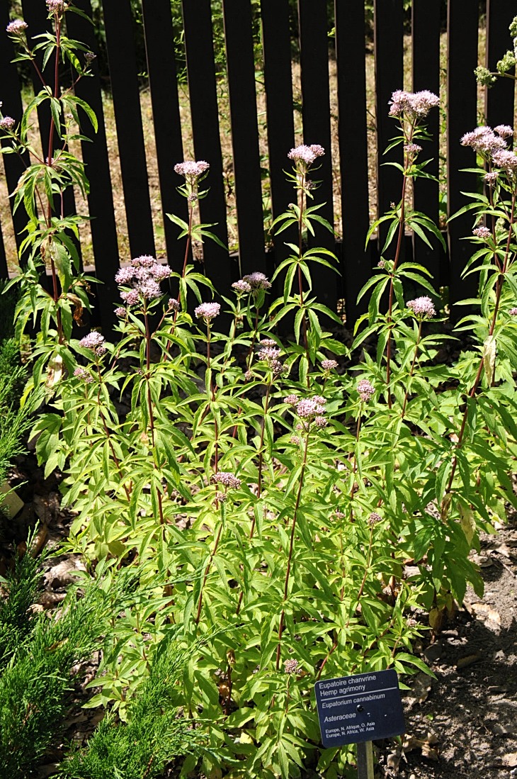 2016-7-25canadaherb 3910_01.JPG