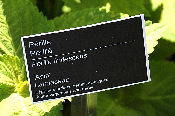 2016-7-25canadaherb 3219_01.JPG