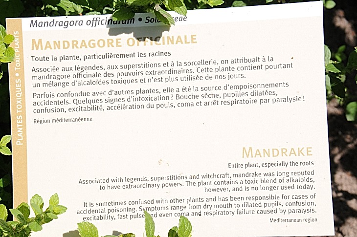 2016-7-25canadaherb 3802_01.JPG