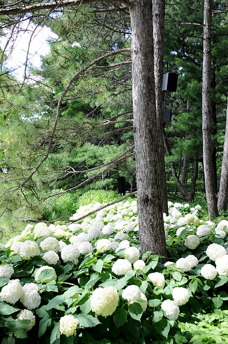 2016-7-25canadaherb 4157_01.JPG