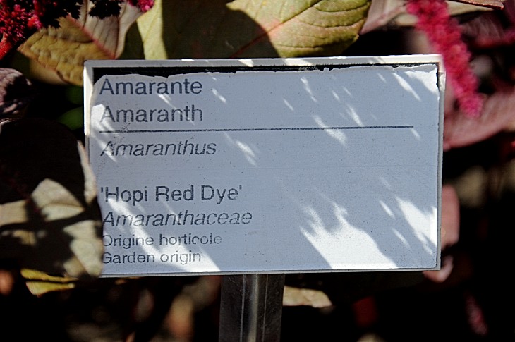 2016-7-25canadaherb 3533_01.JPG