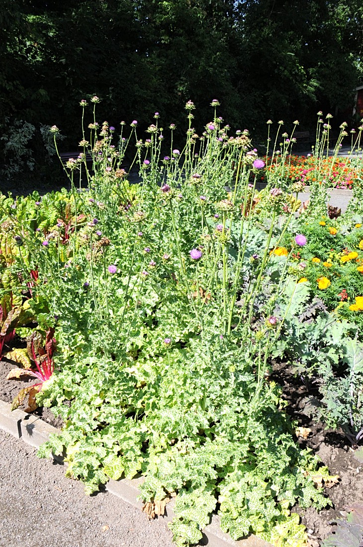2016-7-25canadaherb 3243_01.JPG