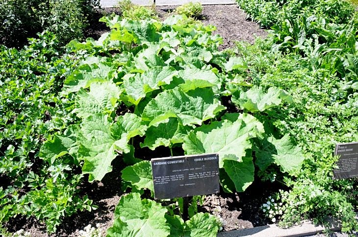 2016-7-25canadaherb 3672_01.JPG