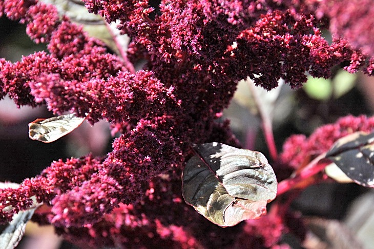 2016-7-25canadaherb 3534_01.JPG