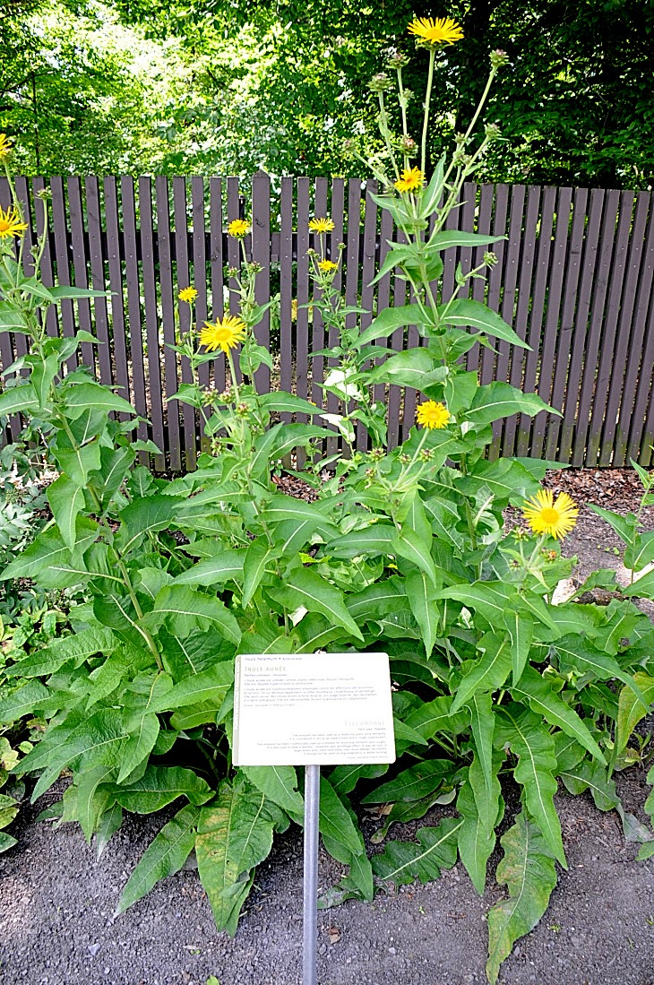 2016-7-25canadaherb 3897_01.JPG