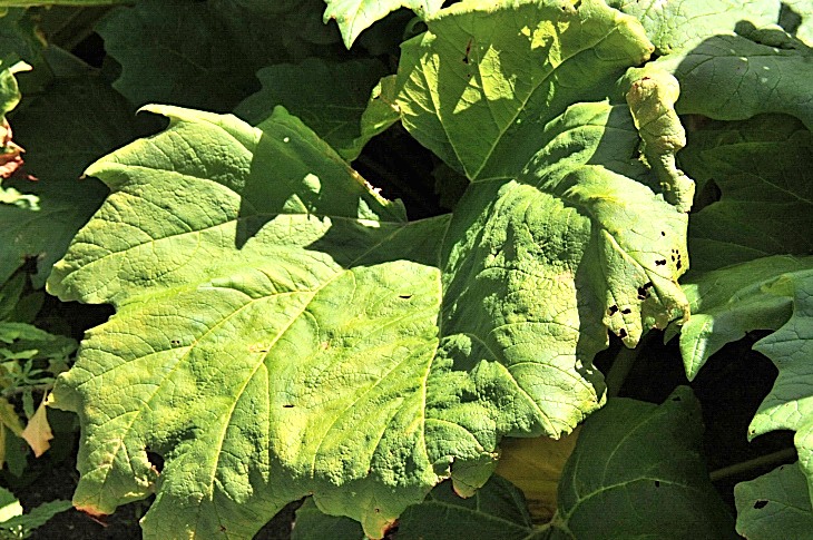 2016-7-25canadaherb 3810_01.JPG