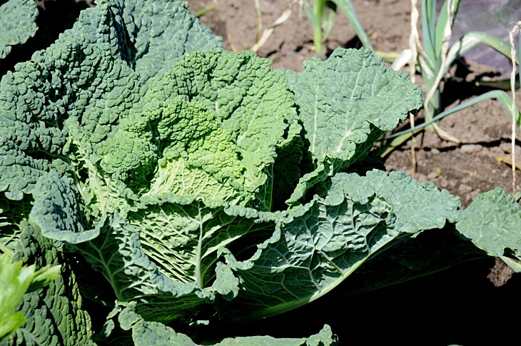 2016-7-25canadaherb 3246_01.JPG