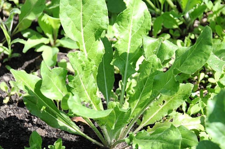 2016-7-25canadaherb 3556_01.JPG
