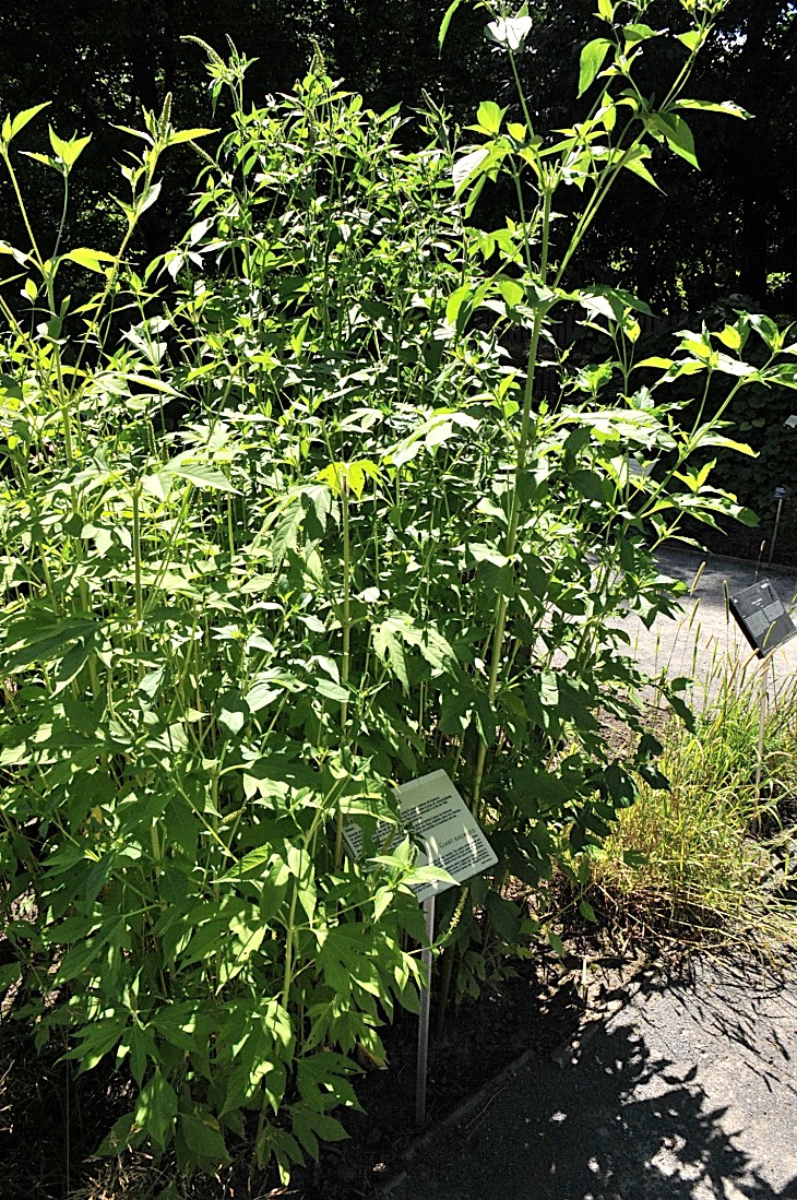 2016-7-25canadaherb 4105_01.JPG