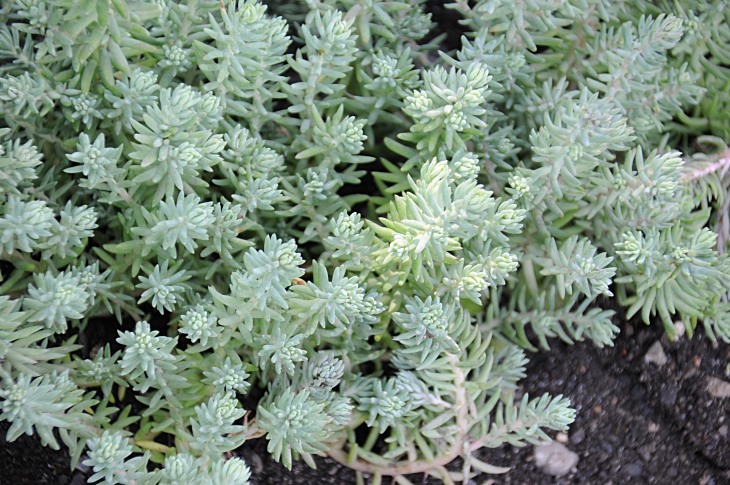 2016-7-25canadaherb 3428_01.JPG