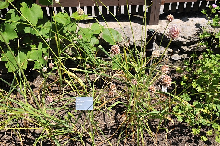 2016-7-25canadaherb 3970_01.JPG