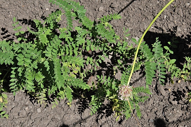 2016-7-25canadaherb 3974_01.JPG