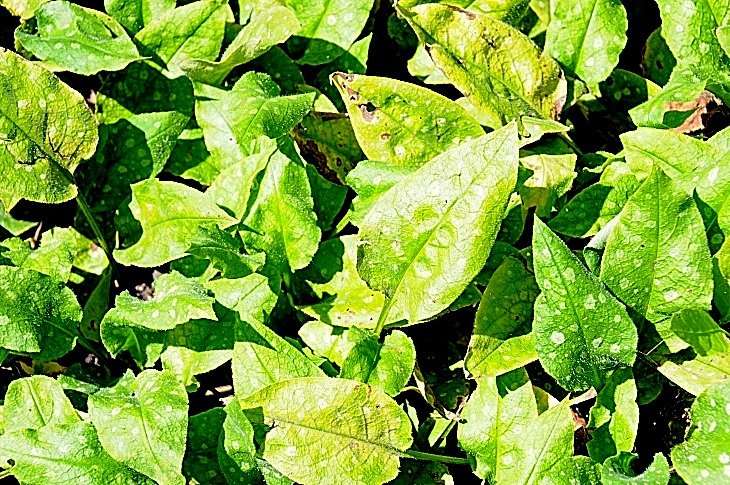 2016-7-25canadaherb 4022_01.JPG