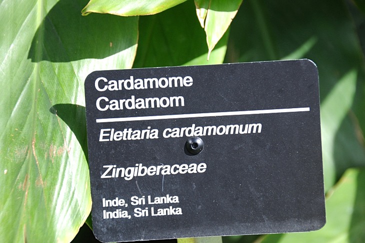 2016-7-25canadaherb 3093_01.JPG
