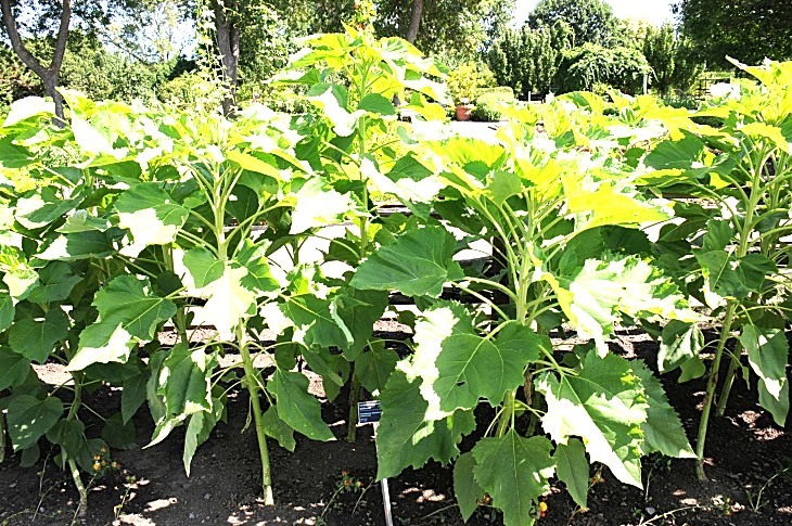 2016-7-25canadaherb 3276_01.JPG
