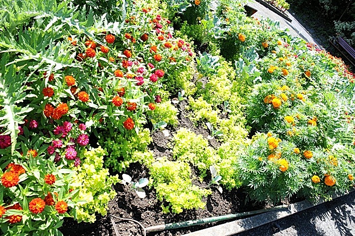 2016-7-25canadaherb 3237_01.JPG