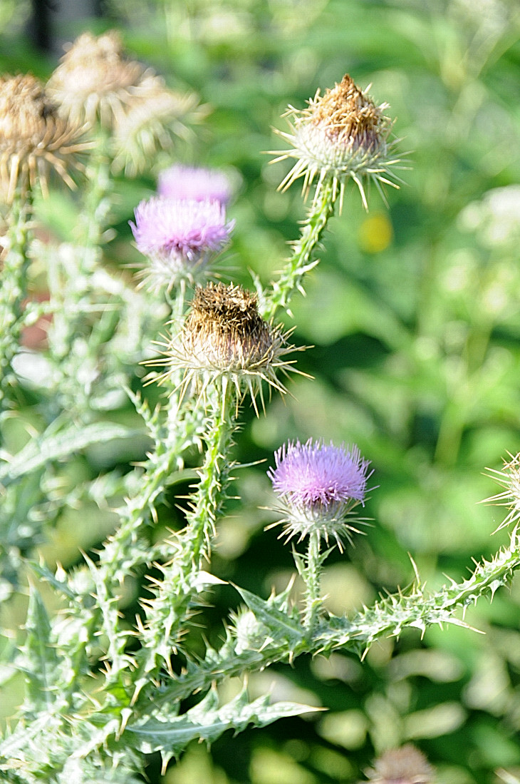 2016-7-25canadaherb 2897_01.JPG