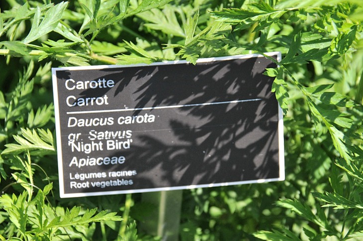 2016-7-25canadaherb 3528_01.JPG