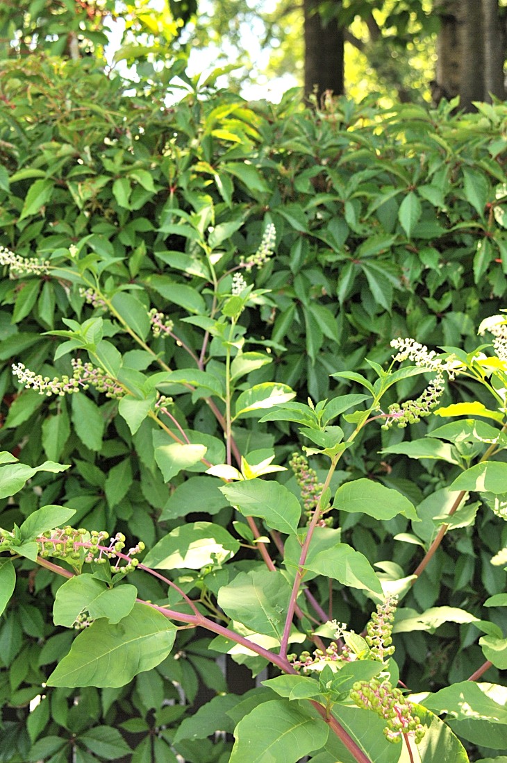 2016-7-25canadaherb 4055_01.JPG