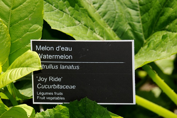 2016-7-25canadaherb 3185_01.JPG