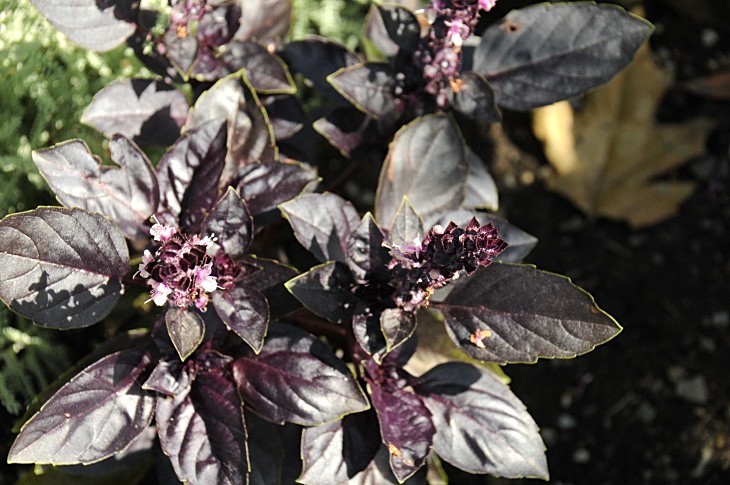 2016-7-25canadaherb 3080_01.JPG