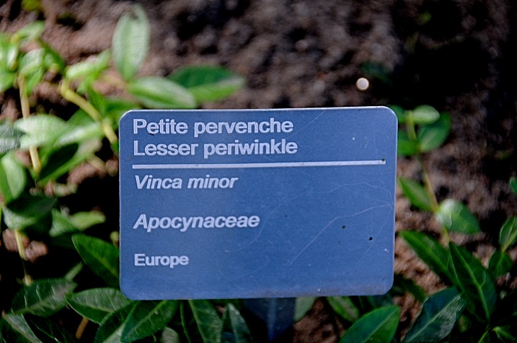 2016-7-25canadaherb 3935_01.JPG