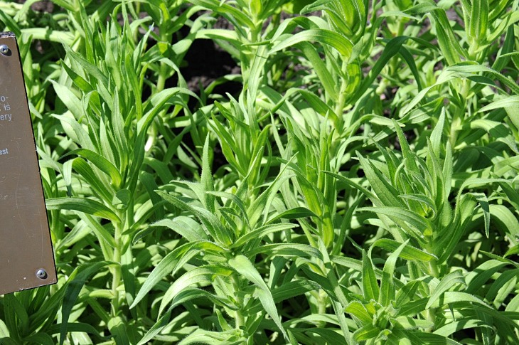 2016-7-25canadaherb 3288_01.JPG