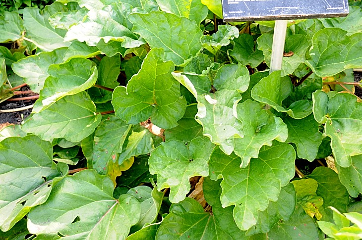 2016-7-25canadaherb 4047_01.JPG