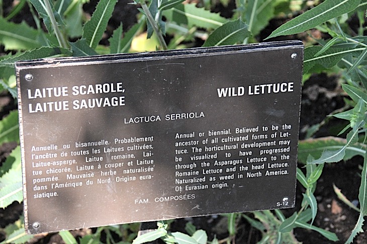 2016-7-25canadaherb 3419_01.JPG