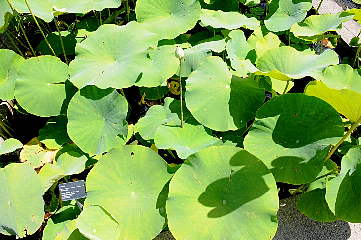 2016-7-25canadaherb 4237_01.JPG